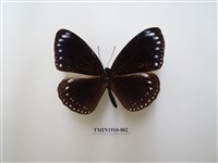 藏品(雙標紫斑蝶)的圖片